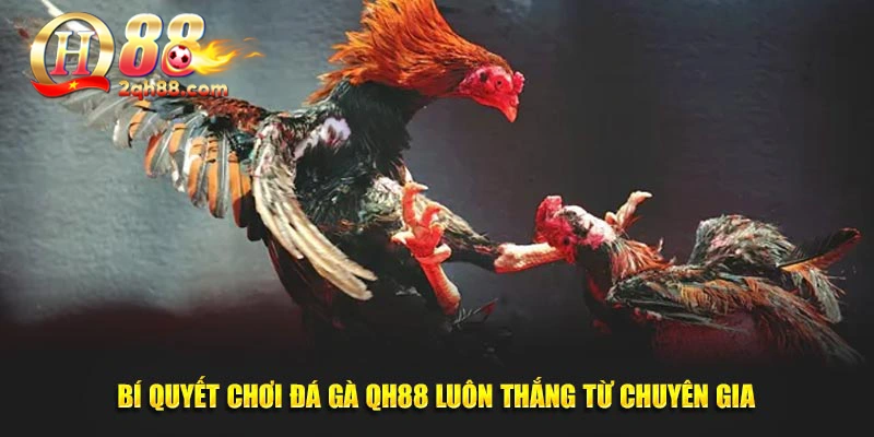 Bí quyết cược đá gà QH88 luôn thắng 