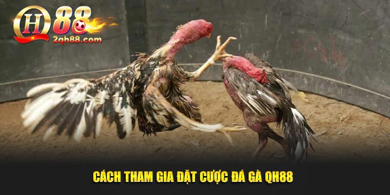 Cách cược đá gà QH88 