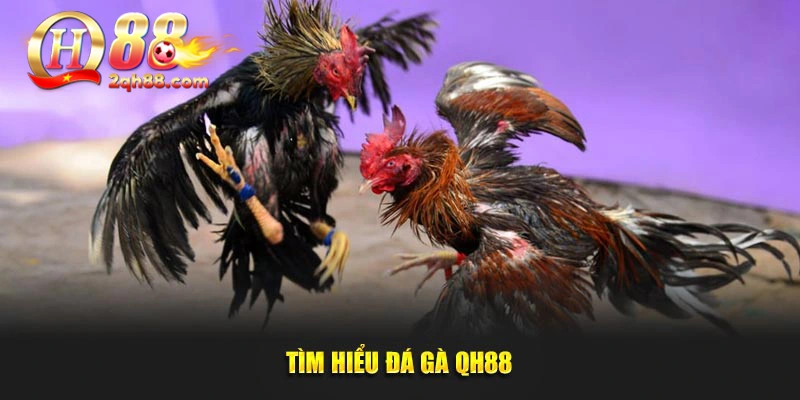 Tìm hiểu đá gà QH88